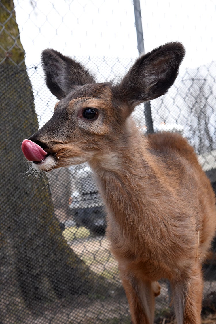 Deer farming Brody
